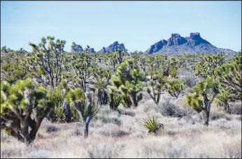  ?? STEVE MARCUS (2020) ?? The area is also home to Joshua trees — some of which are more than 900 years old — as well as wildlife like desert tortoises and bighorn sheep.