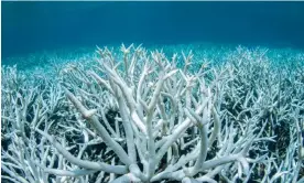  ?? Photograph: Brett Monroe Garner/Getty Images ?? A field of stag-horn coral bleached white on the Great Barrier Reef during a mass bleaching event this year.