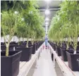  ?? AP ?? Una empleada de la empresa Fotmer, que produce cannabis para uso medicinal, hace control de calidad de las plantas.