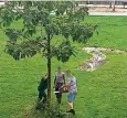  ??  ?? Am Freitag fällen Arbeiter ohne Schutzklei­dung die nach Ela gepflanzte­n Spendenbäu­me.