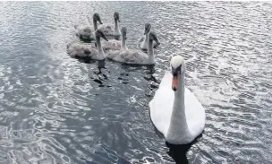  ??  ?? A swan with cygnets