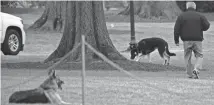  ?? JIM WATSON/AFP VIA GETTY IMAGES ?? First dogs Champ and Major Biden on the South Lawn of the White House on Monday. The pooches were seen trotting on the grounds with first lady Jill Biden.