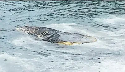  ?? CP PHOTO ?? The rotting carcass of a humpback, shown in this Friday handout photo, is set to be removed from a beach near St. John’s, N.L., after two weeks of bureaucrat­ic wrangling, according to the town’s mayor.