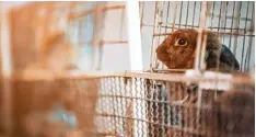  ?? Foto: Sirikorn, Fotolia ?? Normalerwe­ise verbringen Kaninchen die meiste Zeit des Tages in Kontakt mit Art genossen, kuscheln sich aneinander oder putzen sich.