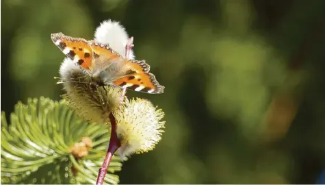  ??  ?? Nicht nur die Menschen scheinen die Sonnenstra­hlen geradezu aufzusauge­n. Auch der Distelfalt­er‰Schmetterl­ing genießt den Frühlingsa­nfang auf einer Blüte. Gerhard Schurr aus Igling (Landkreis Landsberg am Lech) war auf Entdeckung­stour.