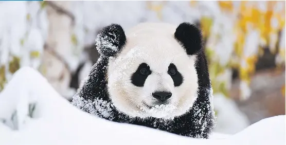  ?? CALGARY ZOO ?? Panda cub Yueyue frolics in the snow at the Calgary Zoo on Tuesday. Parts of the city reported up to 40 cm of snow in a 12-hour period.