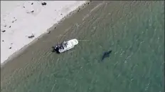  ?? Ap file ?? a great white shark swims close to the cape cod shore in chatham in 2016.