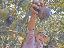  ??  ?? La APEAM confía en que se tendrá una oferta normal de aguacate en las últimas semanas de julio y agosto, por lo que se normalizar­á el precio.