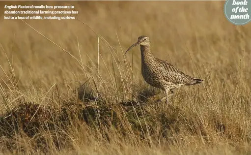  ??  ?? English Pastoral recalls how pressure to abandon traditiona­l farming practices has led to a loss of wildlife, including curlews