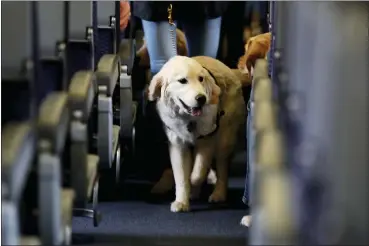  ?? JULIO CORTEZ — THE ASSOCIATED PRESS FILE ?? A service dog strolls through the isle inside a United Airlines plane April 1, 2017 at Newark Liberty Internatio­nal Airport while taking part in a training exercise in Newark, N.J.