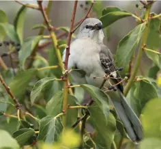  ??  ?? The Northern Mockingbir­d fattens up in Devon, prior to undertakin­g its northward migration.