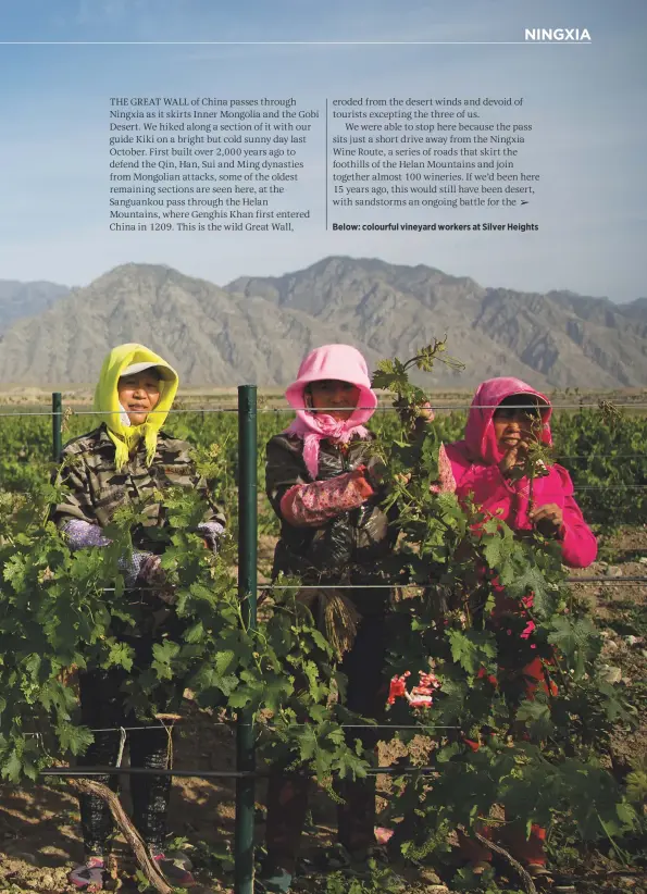 ??  ?? Below: colourful vineyard workers at Silver Heights