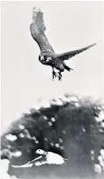  ??  ?? Capt James Caiger of the British Army Pigeon Service in 1945 and, above, a trained peregrine falcon swoops on a pigeon