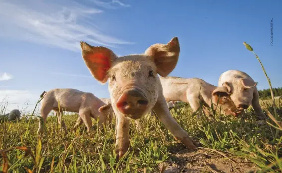  ??  ?? When you raise pigs on pasture, you reduce odor and avoid hazardous waste issues by distributi­ng the manure.