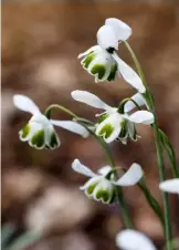  ??  ?? TOP Galanthus ‘Percy Picton’ hangs from a long, graceful pedicel ABOVE, LEFT TO RIGHT Early-flowering Camellia transnokoe­nsis is semi-hardy; Galanthus ‘Hippolyta’ has double flowers marked with fresh green; Cyclamen coum thrives beneath a skimmia