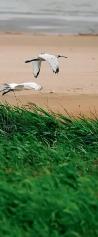  ?? Xinhua ?? 29 de abril de 2022. Varias espátulas de cara negra vuelan sobre los humedales en la desembocad­ura del río Minjiang.