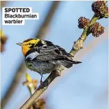  ??  ?? SPOTTED Blackburni­an warbler