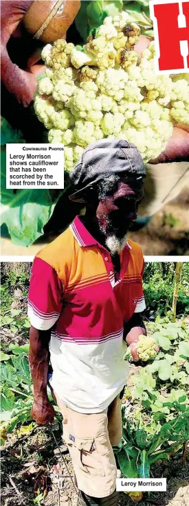  ?? CONTRIBUTE­D PHOTOS ?? Leroy Morrison shows cauliflowe­r that has been scorched by the heat from the sun.
Leroy Morrison