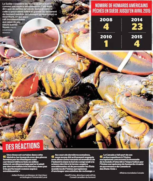  ??  ?? La Suède considère les homards américains comme une espèce envahissan­te. C'est donc dire que de petites larves de homard comme celle-ci pourraient naître et grandir au détriment du homard suédois, notamment en mangeant sa nourriture, ce qui apparaît...