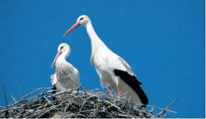  ??  ?? Storks now winter in large numbers in Spain