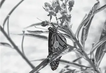  ?? Kip Kiphart ?? A tagged monarch feeds on nectar from a tropical milkweed. Be careful growing the plant in Texas.