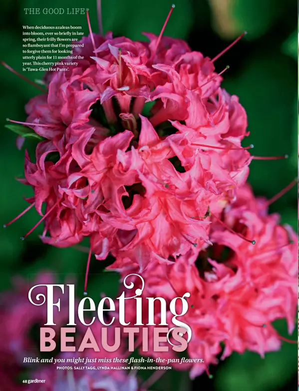  ??  ?? When deciduous azaleas boom into bloom, ever so briefly in late spring, their frilly flowers are so flamboyant that I’m prepared to forgive them for looking utterly plain for 11 months of the year. This cherry pink variety is ‘Tawa-Glen Hot Pants’.