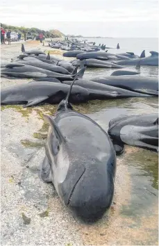  ?? FOTO: DPA ?? Ein Bild des Jammers: Gestrandet­e Grindwale in Farewell Spit.