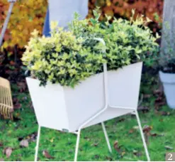  ??  ?? 2 2 SPITZE! Stachelblä­ttrige Sorten erinnern an Stechpalme­n (Ilex), vertragen die Kultur im Topf oder Kasten aber besser.