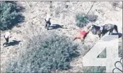  ?? KNBC-TV ?? SHERIFF’S DEPUTIES approach suspect Francis Pusok, who is splayed out on the ground. Pusok had led deputies on a three-hour chase in a car and on a horse through Apple Valley and Hesperia on Thursday.