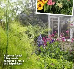  ??  ?? Fabulous fennel foliage and a backdrop of roses and delphinium­s