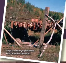  ??  ?? Strips of meat drying out before being made into pemmican.