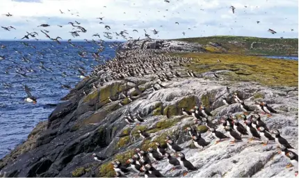  ??  ?? Curious puffins may approach visitors and even peck at shoelaces (left). So numerous are the puffins in the colony, they can appear to be everywhere (above).