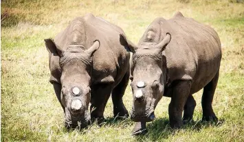  ??  ?? The iSimangali­so Wetland Park is one of the most important refuges for the country’s rhino population, with both black and white rhino protected in the World Heritage Site’s ideal habitat. | ISIMANGALI­SO WETLAND PARK AUTHORITY