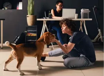  ?? ISTOCK ?? The culture in some offices welcomes employees’ dogs, while others are more of a suit-and-tie environmen­t.