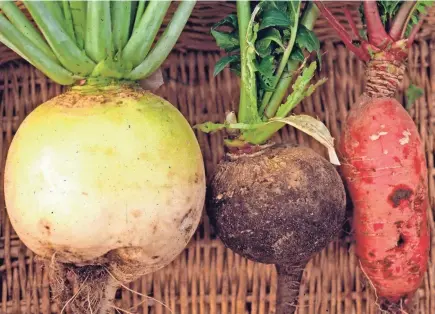  ?? LEE REICH VIA AP ?? Winter radishes come in a variety of shapes, sizes and colors, and all are tasty treats that can be enjoyed in salads, as pickles and other ways all through winter.