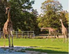  ?? Foto: Fabian Kluge ?? Gaya (links) möchte nicht auf das Gras treten, wohingegen ihre beiden Mitbewohne rinnen Kimara (Mitte) und Zarafa damit kein Problem haben.