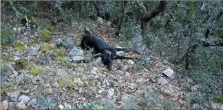  ?? (Photo DR) ?? La chienne de Christophe M. aurait été abattue à bout portant, d’après les responsabl­es des chasseurs de Tourves.