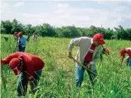  ?? ?? Los mexicanos partieron de Apodaca hacia Florida, donde trabajarán en el campo de manera regulada, dijo funcionari­a.