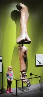  ??  ?? The femur of Futalognko­saurus is longer than an adult human is tall; this giant sauropod from Argentina was 105 feet long.
