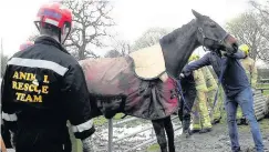  ??  ?? ●» The horse being rescued at Adlington Equestrian Centre