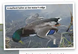  ??  ?? A mallard fallen at the water’s edge