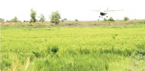  ?? PHOTO: ?? A plane sprays a rice farm against the deadly birds Balarabe Alkassim