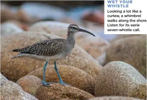  ??  ?? WET YOUR WHISTLE Looking a lot like a curlew, a whimbrel walks along the shore. Listen for its eerie seven-whistle call.