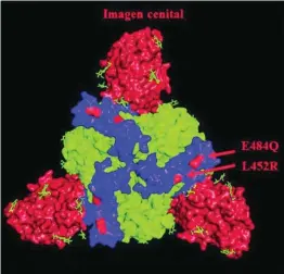  ?? ESTANISLAO NISTAL ?? Estructura en 3D de la proteína «S». En rojo, los lugares en donde la variante india ha introducid­o cambios respecto al virus original: la E484Q y la L452R