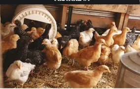  ??  ?? It can be so fun raising a nice flock, but have the space and law behind you. Many locales have limits on how many hens a resident can keep (above) and if you can keep a rooster (above right).