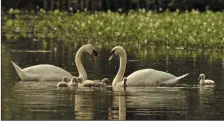  ??  ?? A pair of swans with their brood of cygnets in Banteer Park.