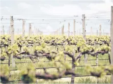  ?? — AFP photo ?? File photo shows the vines at a vineyard in Orange, Australia. China said it will lift punitive tariffs on Australian wine, as trade ties improve between the two countries after years of tension.