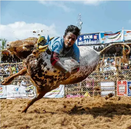  ?? Arun Sankar/AFP ?? NO SUL DA ÍNDIA
Homem tenta domar um touro durante o festival Jallikattu, perto de Madurai; dezenas de participan­tes ficaram feridos