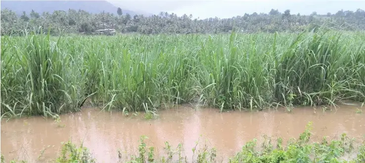 ?? Photo: SHRATIKA NAIDU ?? Sugarcane field filled with flooded water at Vunivau, Labasa.