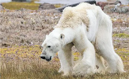  ?? CRISTINA MITTERMEIE­R ?? A screen grab of a viral video of a starving polar bear that SeaLegacy says is the “Face of Climate Change.”